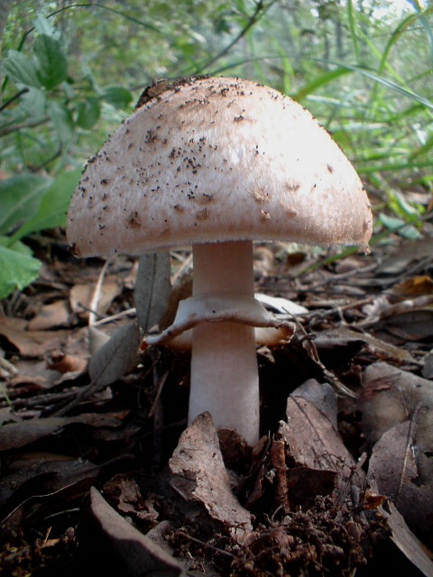 Agaricus silvaticus